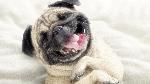 pug-dog-for-iphone-funny-and-cute-b-chophuquochanoi.vn-1510367857865.jpg