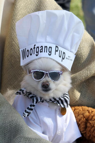 Đầu bếp Woofgang Pup