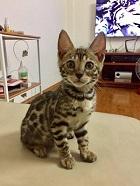 Bán mèo Bengal đẹp, thuần chủng đủ giấy tờ