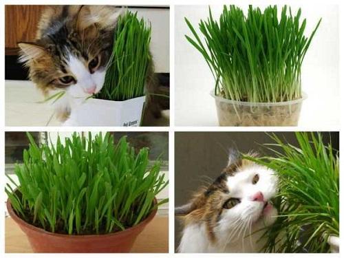 cỏ mèo là gì